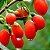 Goji Berry: 20 Sementes - Imagem 1
