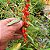 Goji Berry: 20 Sementes - Imagem 2