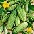 Pepino Calypso ORGÂNICO: 10 Sementes - Imagem 1