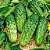 Pepino Calypso ORGÂNICO: 10 Sementes - Imagem 2