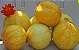 Pepino Limão (Lemon): 10 Sementes - Imagem 9