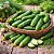 Pepino para Conserva: 10 Sementes - Imagem 1