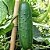 Pepino: 10 Sementes - Imagem 2