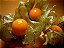 Physalis Fruta (Golden Berry): 20 Sementes - Imagem 3