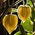 Physalis Fruta (Golden Berry): 20 Sementes - Imagem 2