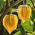 Physalis Fruta (Golden Berry): 20 Sementes - Imagem 2