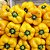 Pimentão Amarelo: 20 Sementes - Imagem 2