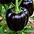 Pimentão Black: 10 Sementes - Imagem 1