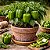 Pimentão Verde: 50 Sementes - Imagem 1