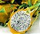 Pitaya Amarela (Dragon Fruit): 15 Sementes - Imagem 3