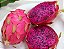 Pitaya Vermelha (Dragon Fruit): 15 Sementes - Imagem 4