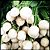 Rabanete Branco: 20 Sementes - Imagem 9