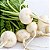 Rabanete Branco: 20 Sementes - Imagem 1