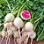 Rabanete Melancia: 20 Sementes - Imagem 2