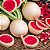 Rabanete Melancia: 20 Sementes - Imagem 1