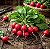 Rabanete Vermelho: 50 Sementes - Imagem 1