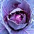 Repolho Roxo: 50 Sementes - Imagem 2