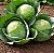 Repolho Todo Ano ORGÂNICO: 50 Sementes - Imagem 1
