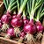 Cebola Ruby Red: 50 Sementes - Imagem 1