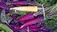 Cenoura Roxa Cosmic Purple: 50 Sementes - Imagem 9