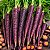 Cenoura Roxa Cosmic Purple: 50 Sementes - Imagem 1