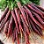 Cenoura Roxa Cosmic Purple: 50 Sementes - Imagem 2