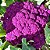 Couve Flor Roxa: 50 Sementes - Imagem 2