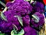 Couve Flor Roxa: 50 Sementes - Imagem 1
