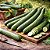 Pepino Japonês: 10 Sementes - Imagem 1