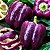 Pimentão Roxo: 5 Sementes - Imagem 1