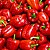 Pimentão Vermelho: 50 Sementes - Imagem 2