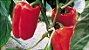 Pimentão Vermelho: 50 Sementes - Imagem 5