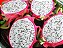 Pitaya (Dragon Fruit): 15 Sementes - Imagem 3