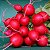Rabanete Cherry Belle ORGÂNICO: 20 Sementes - Imagem 10
