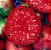 Tomate Belga Rosa Gigante: 20 Sementes - Imagem 4