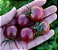 Tomate Black Cherry ORGÂNICO: 20 Sementes - Imagem 8