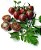 Tomate Black Cherry ORGÂNICO: 20 Sementes - Imagem 3