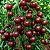 Tomate Black Cherry ORGÂNICO: 20 Sementes - Imagem 1