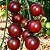 Tomate Black Cherry ORGÂNICO: 20 Sementes - Imagem 2