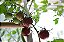 Tomate Black Cherry ORGÂNICO: 20 Sementes - Imagem 6