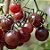 Tomate Black Cherry: 20 Sementes - Imagem 2