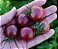 Tomate Black Cherry: 20 Sementes - Imagem 5