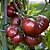 Tomate Black Krim: 20 Sementes - Imagem 2