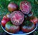 Tomate Black Krim: 20 Sementes - Imagem 4