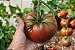 Tomate Black Krim: 20 Sementes - Imagem 6