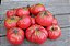 Tomate Caspian Pink: 20 Sementes - Imagem 5