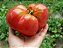 Tomate Caspian Pink: 20 Sementes - Imagem 4