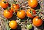 Tomate Cereja Laranja: 20 Sementes - Imagem 7