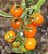 Tomate Cereja Laranja: 20 Sementes - Imagem 6