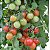 Tomate Cereja Samambaia - Lycopersicon lycopersicum - 20 Sementes - Imagem 6